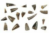 Clearance Lot: Lance Formation Fossil Reptile Teeth - Pieces #265951-1